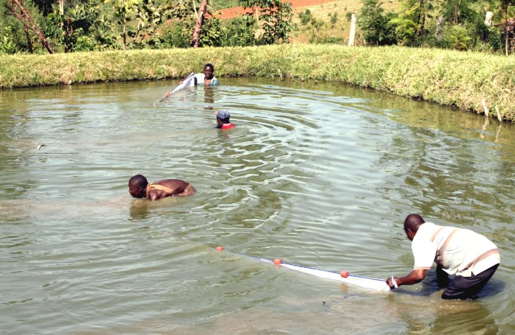 Pisciculture au Cameroun