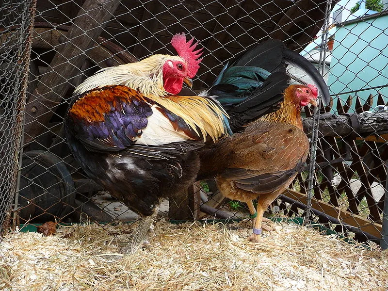 Elevage des Poules du Village
