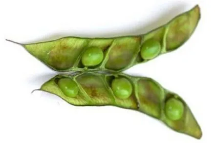 Semence de pois cajan