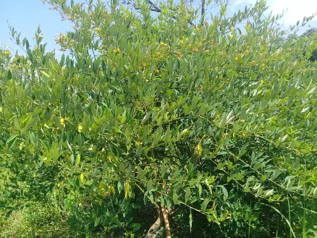 Culture du Pois Cajan