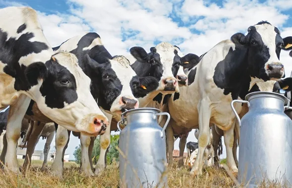 Unité agro-industrielle au Cameroun : Production laitier et Biogaz