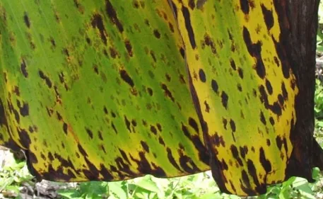 "cercosporiose jaune"