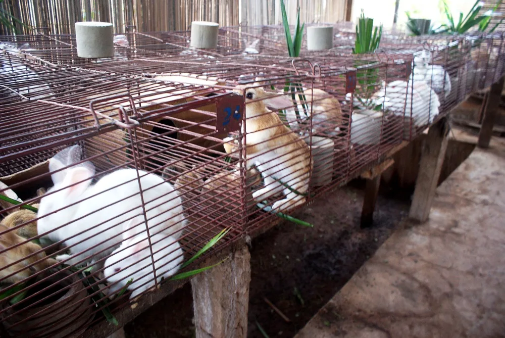 Élevage des lapins au Cameroun