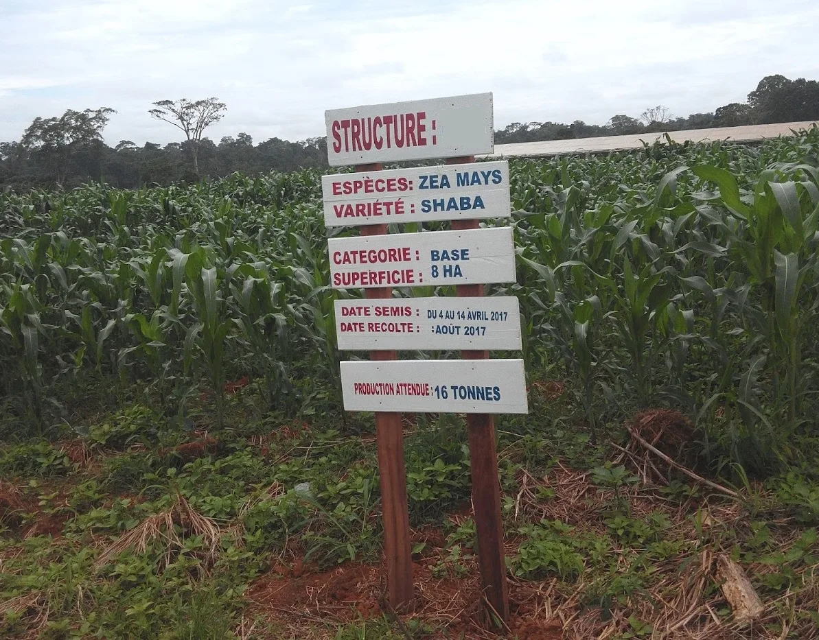 semence de pré base de mais varieté Shaba